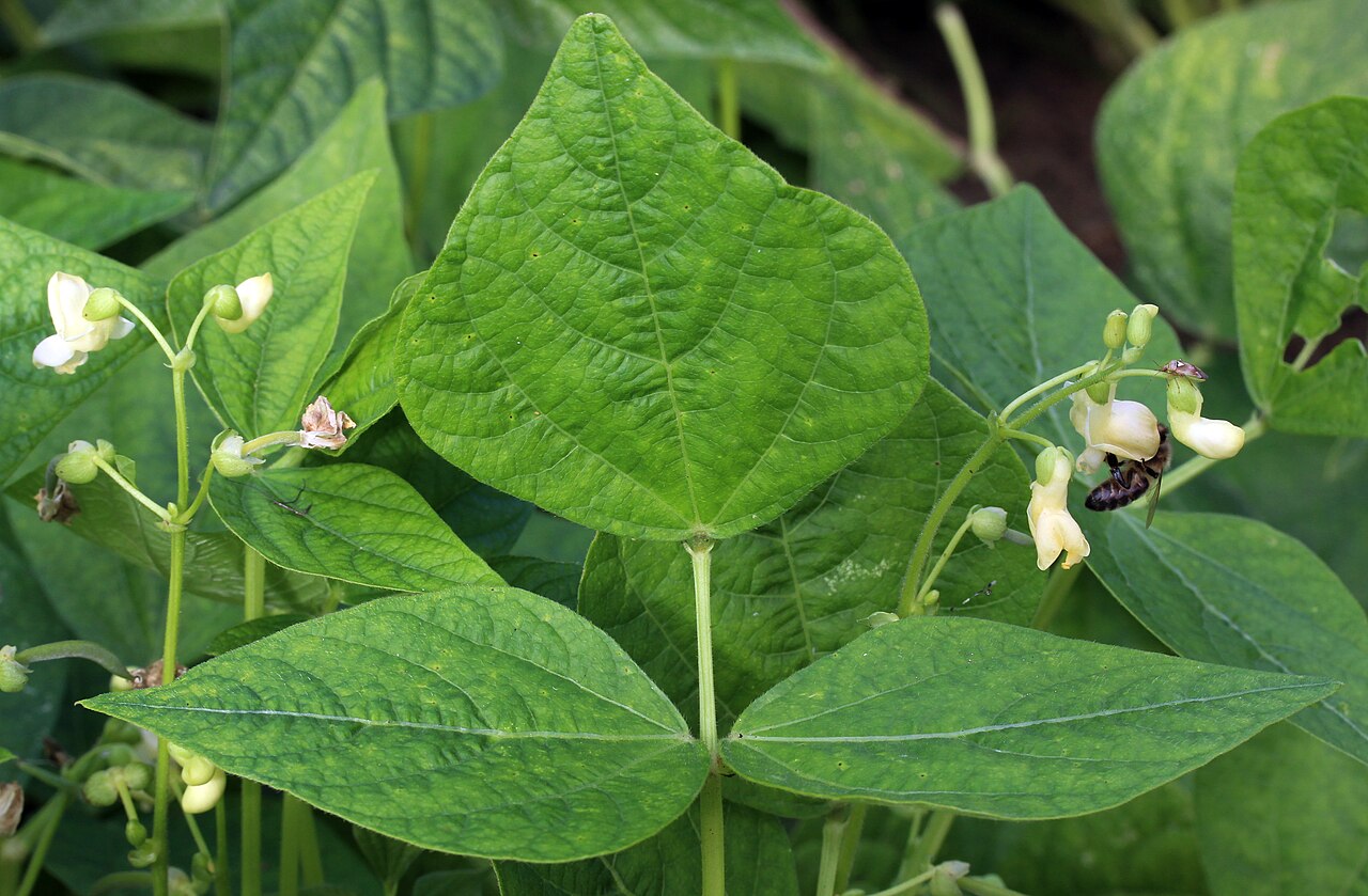 Tanaman Kacang Punya 'Telepon Darurat': Panggil Tawon saat Digerogoti Ulat