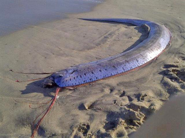 Sang ‘Ikan Hari Kiamat’: Tubuh Sepanjang 11 Meter, Mangsa Sebesar Kuku Jari