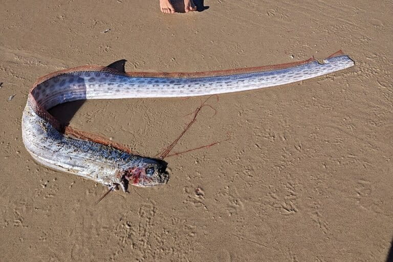 Sang ‘Ikan Hari Kiamat’: Tubuh Sepanjang 11 Meter, Mangsa Sebesar Kuku Jari