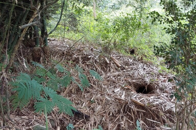 Lubang di gundukan tanah di kawasan hutan wakaf YPM, diduga dibuat oleh landak jawa, menurut laporan sejumlah warga. Foto: Petrus Riski/Mongabay Indonesia