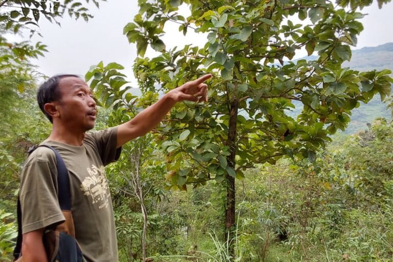 Tutupan hutan di hutan wakaf YPM, sebelumnya rumah penduduk di bawah dapat dilihat tempat Agus Sugiarto berdiri (Foto-Petrus Riski).jpg