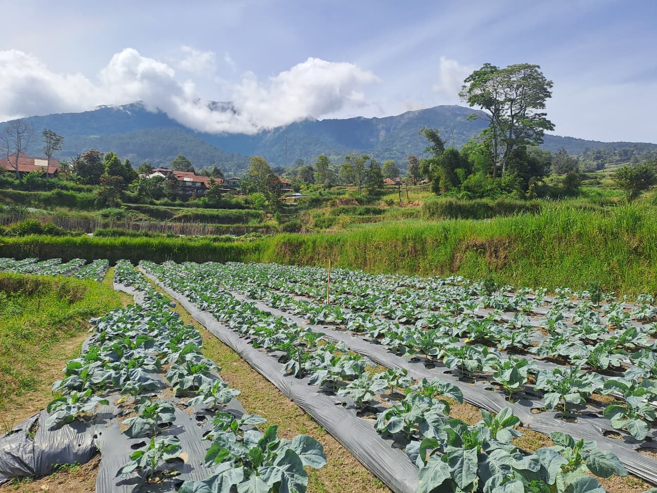 Kala Marapi Kembali Erupsi, Bagaimana Para Petani Beradaptasi?