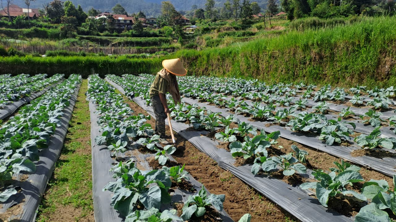 Hidup di Bayang-Bayang Marapi: Petani Lereng Belajar Membaca Arah Angin