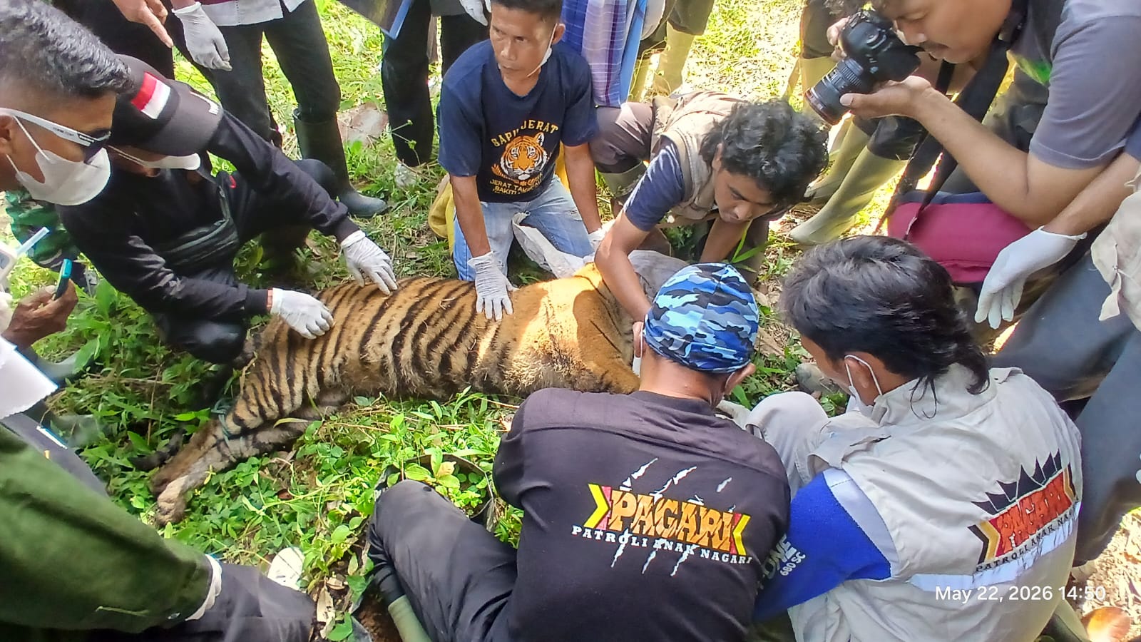 Konflik Harimau-Manusia di Sumbar Meningkat: Delapan Insiden Terjadi Sejak Awal 2026