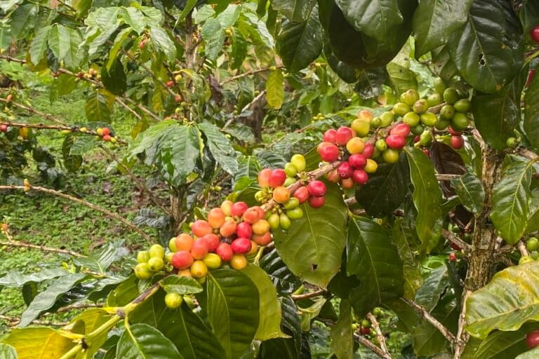 Biji kopi yang dipetik berwarna merah memiliki nilai jual lebih tinggi. Foto: I Gusti Ayu Septiari/Mongabay Indonesia
