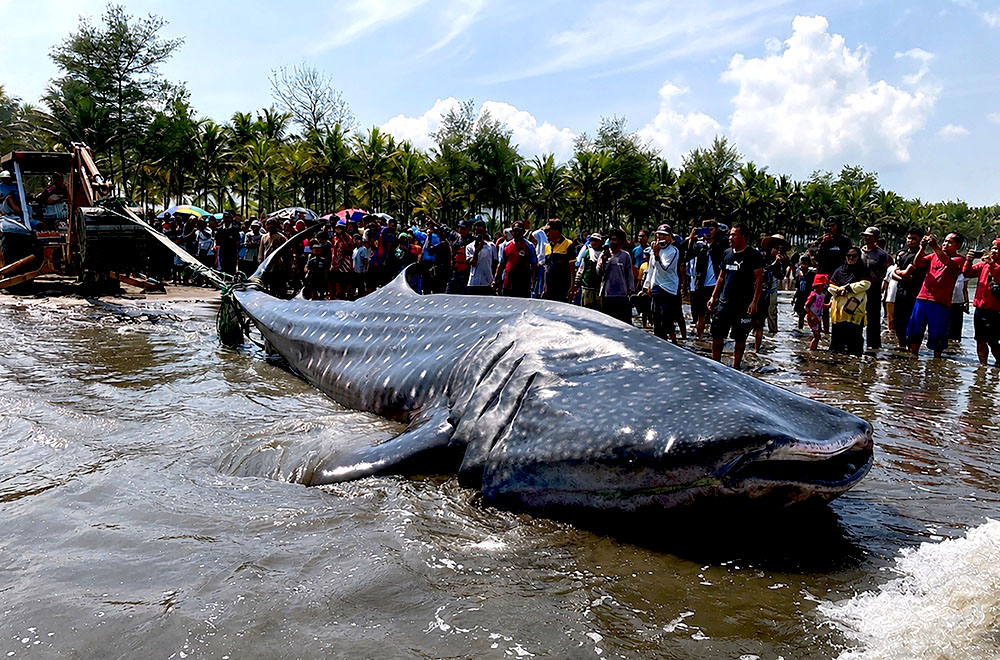 Hiu Paus Kembali Terdampar di Cilacap: Alarm Kualitas Laut yang Terabaikan?