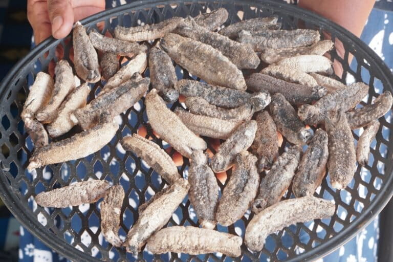 Teripang kering punya nilai jual lebih tinggi daripada yang basah. La Ode Risman Hermawan/Mongabay Indonesia