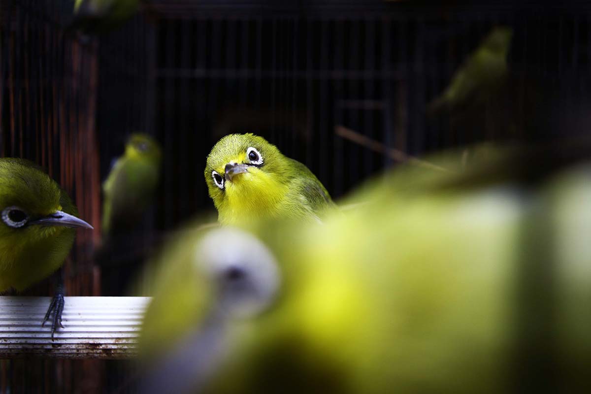 Ketika Kicau Pleci Hening: Tragedi Burung Kacamata di Hutan Muria