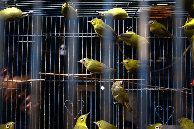 Kicau Burung Pleci yang Perlahan Lenyap di Hutan Muria