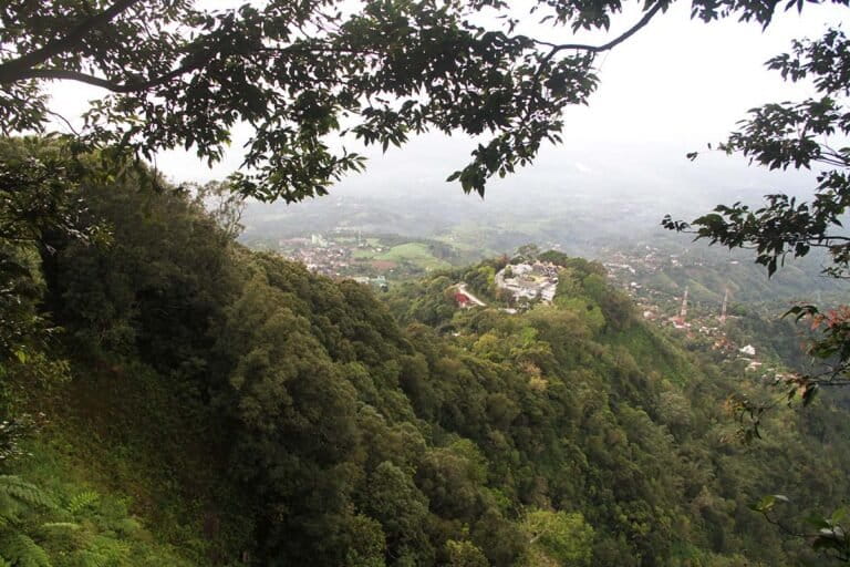 Kicau Burung Pleci yang Perlahan Lenyap di Hutan Muria