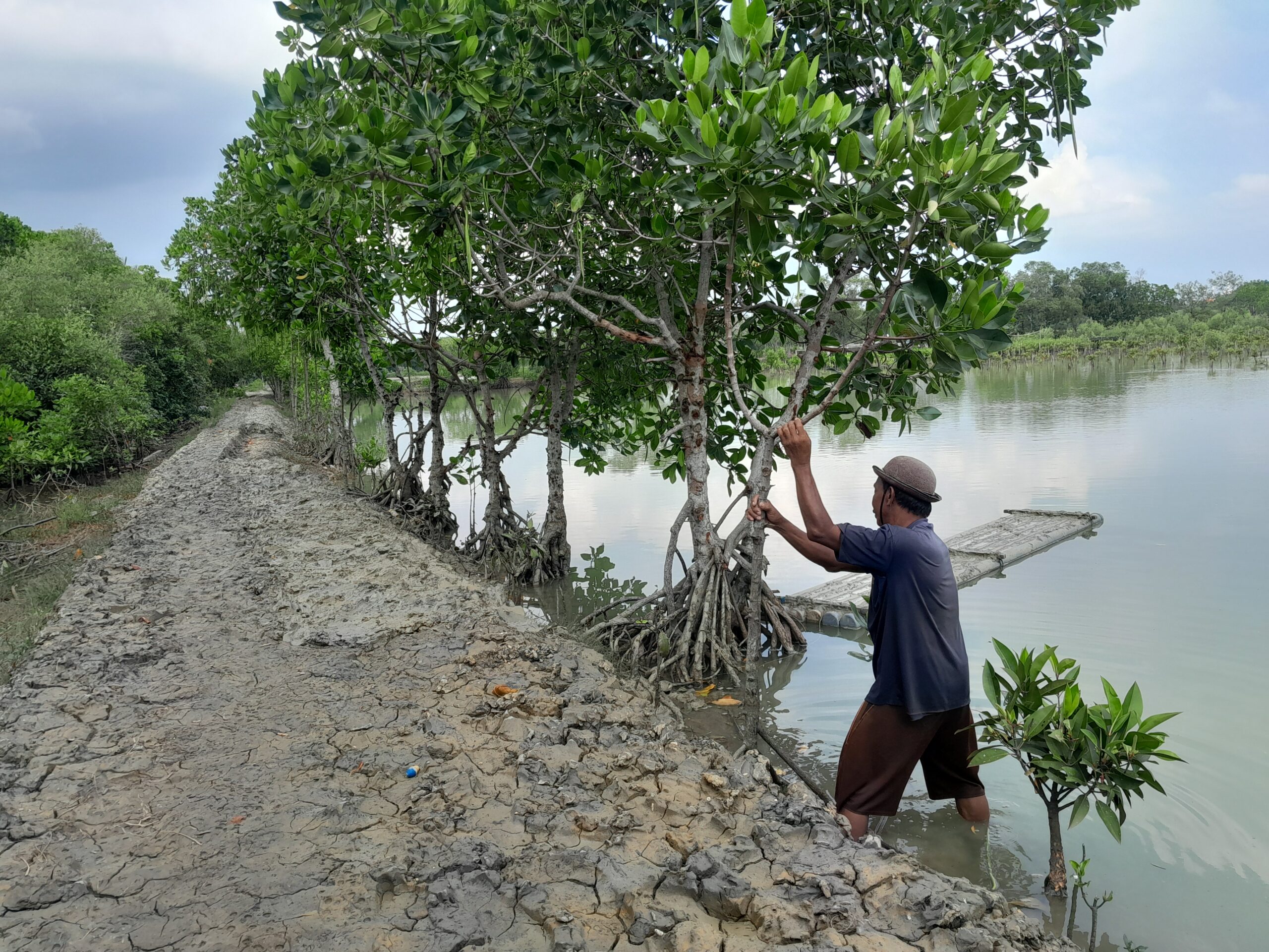 Para Pencari Kepiting Bakau di Hutan Mangrove Pesisir Bangkalan