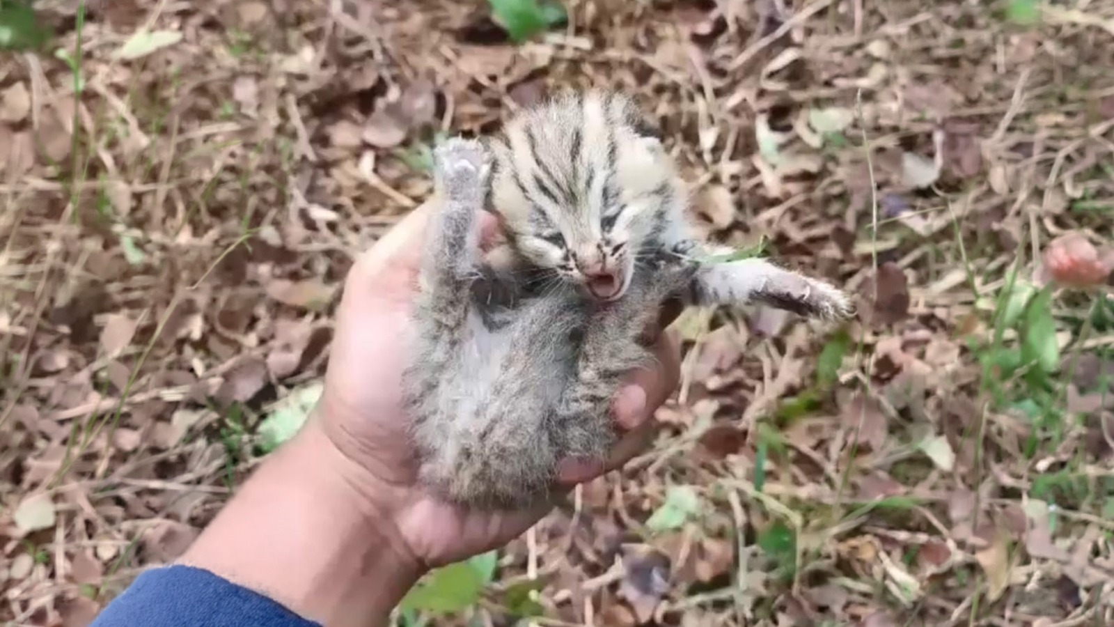 Kisah Anggun dan Dua Anakan Kucing Kuwuk: Niat Baik yang Berujung Pelajaran Konservasi