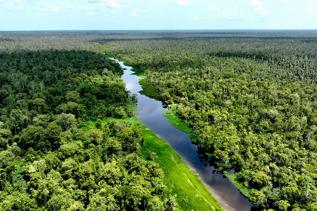 Koalisi Masyarakat Sipil Desak Rombak Total UU Kehutanan