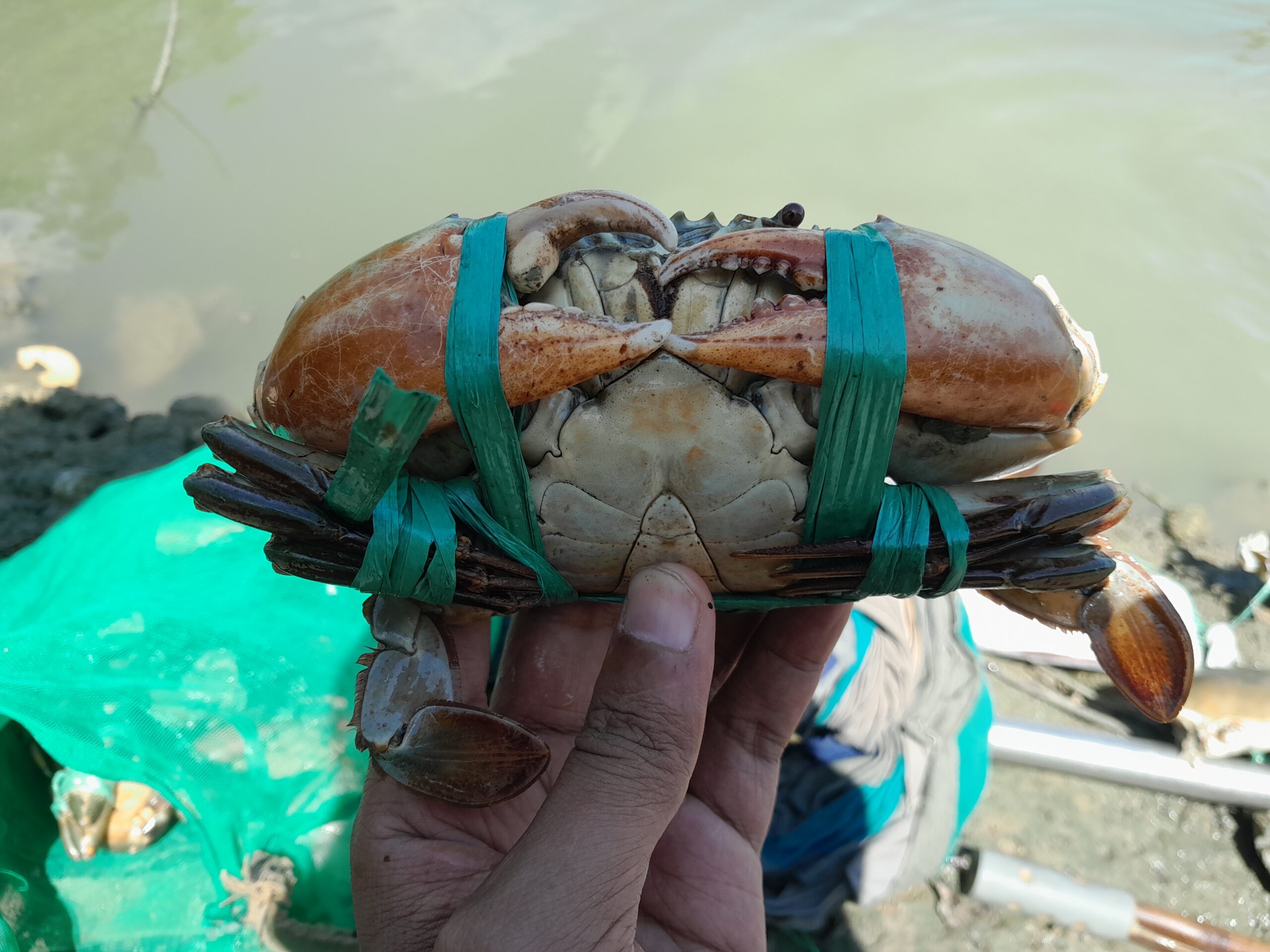 Para Pencari Kepiting Bakau di Hutan Mangrove Pesisir Bangkalan