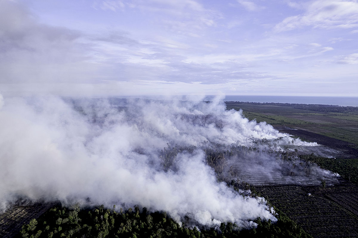 Rawa Tripa Terbakar Lagi: 334 Hektar Gambut Hangus, Deforestasi Lima Tahun Capai 1.955 Hektar
