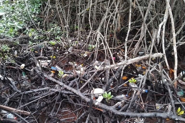 Ketika Hutan Mangrove Teluk Youtefa Terus Tergerus