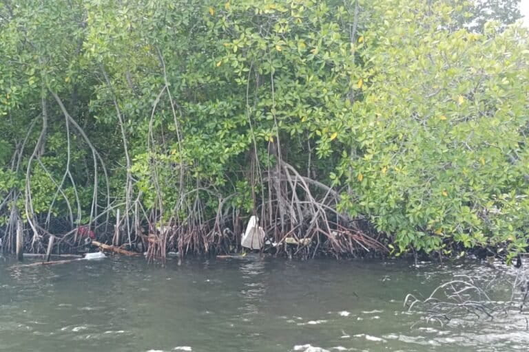 Tampak berbagai jenis sampah tersangkut di akar-akar mangrove di Holtekam, Kota Jayapura, Papua pada Kamis (14/5/2026). Foto: Larius Kogoya/Mongabay Indonesia 