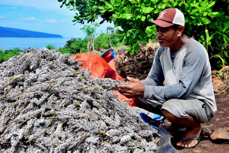 Flores Perlu Kembangkan Sorgum Sebagai Bahan Pangan