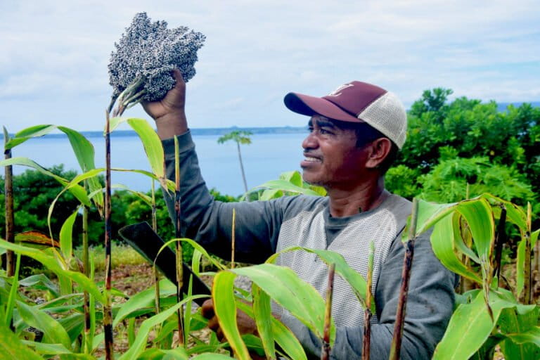 Flores Perlu Kembangkan Sorgum Sebagai Bahan Pangan