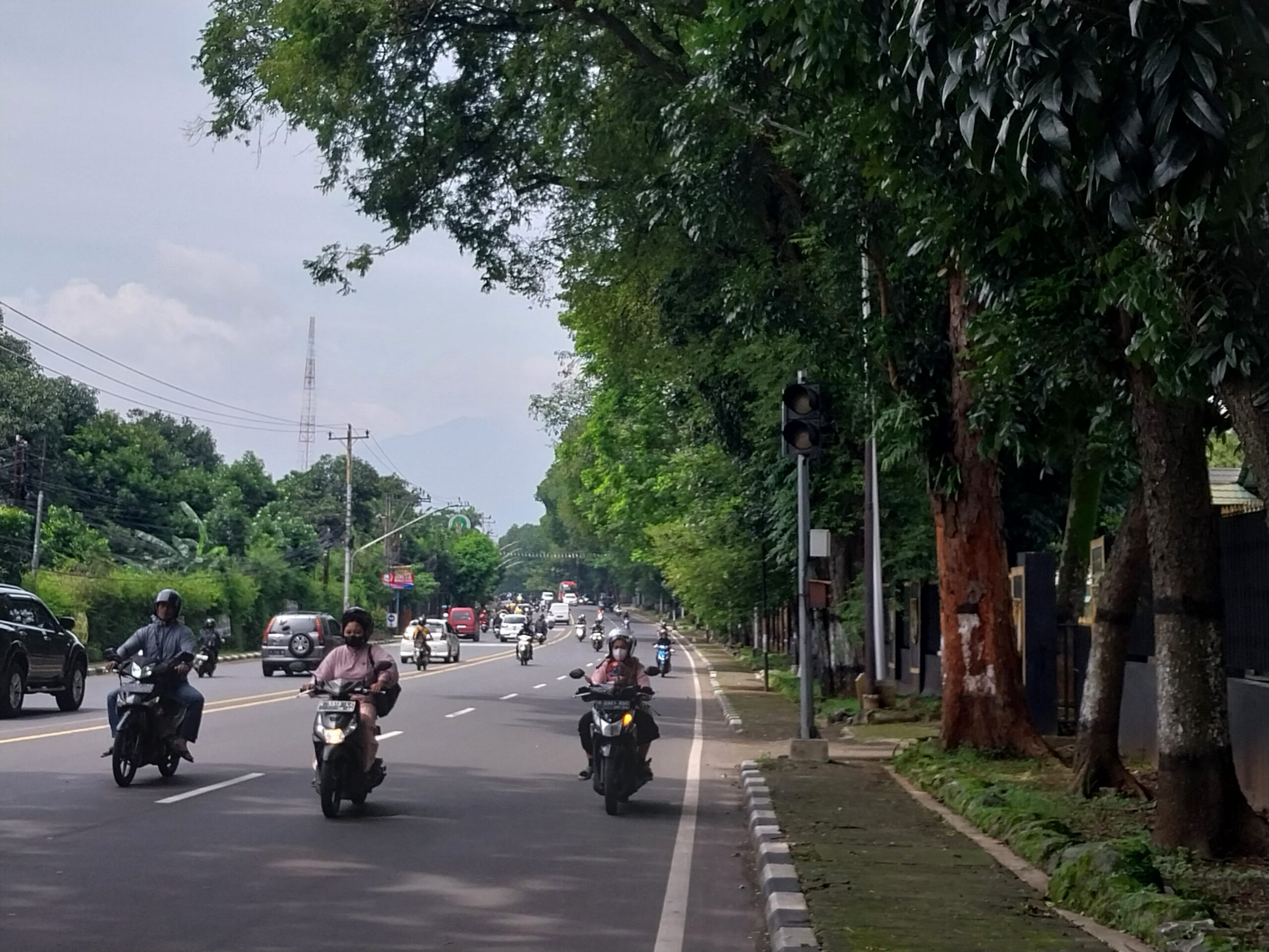 Mengapa Burung Kuntul Srondol, Ikon Semarang Nyaris Tinggal Kenangan?