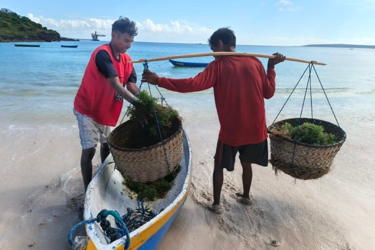 Seprianus dan Lusias sedang memindahkan benih rumput laut yang diangkut dari perairan Tablolong. Foto: Mario Sara/Mongabay Indonesia.