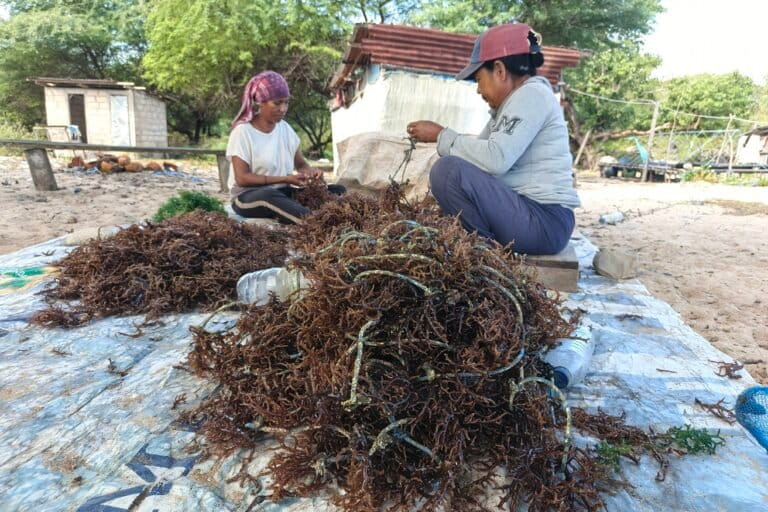 Setelah diangkut dari perahu, para petani membersihkan rumput laut yang terserang penyakit ice-ice serta memilah sebagian hasil panen untuk dijadikan bibit pada musim budidaya berikutnya. Foto: Mario Sara/Mongabay Indonesia.