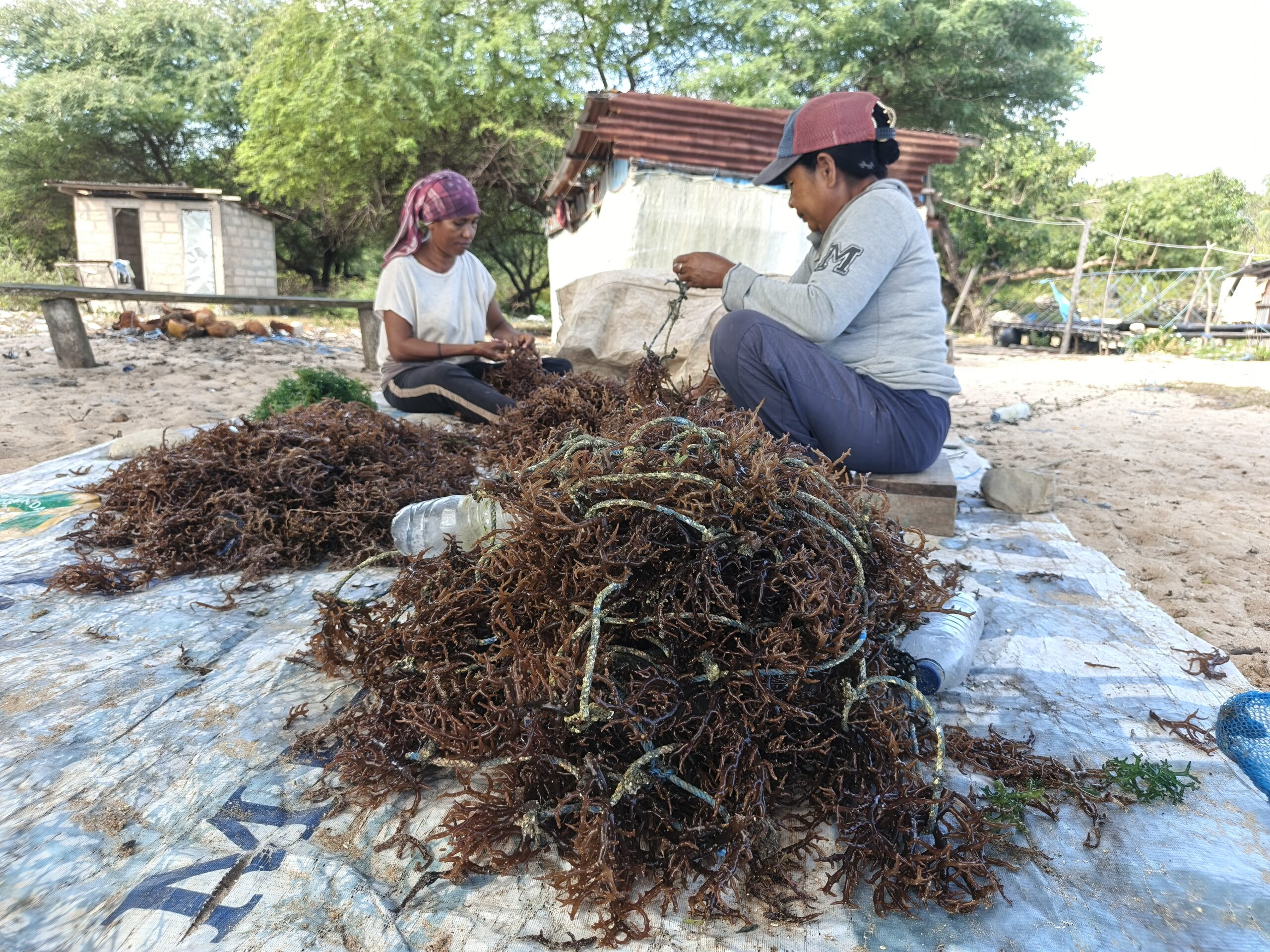 Setelah diangkut dari perahu, para petani membersihkan rumput laut yang terserang penyakit ice-ice serta memilah sebagian hasil panen untuk dijadikan bibit pada musim budidaya berikutnya. Foto: Mario Sara/Mongabay Indonesia.