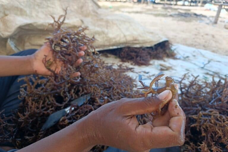 Viena Tella memperlihatkan rumput laut yang terserang ice-ice. Foto: Mario Sara/Mongabay Indonesia.