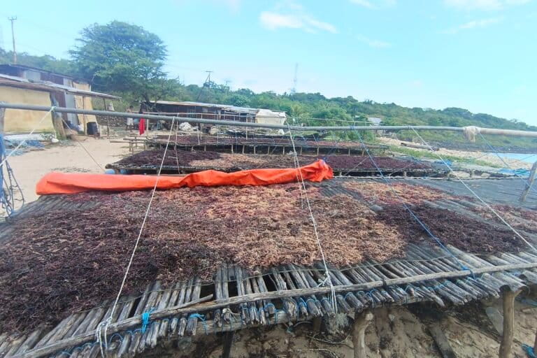 Hasil panen rumput laut yang dikeringkan setelah dipisahkan dari tanaman yang terserang ice-ice. Foto: Mario Sara/Mongabay Indonesia.