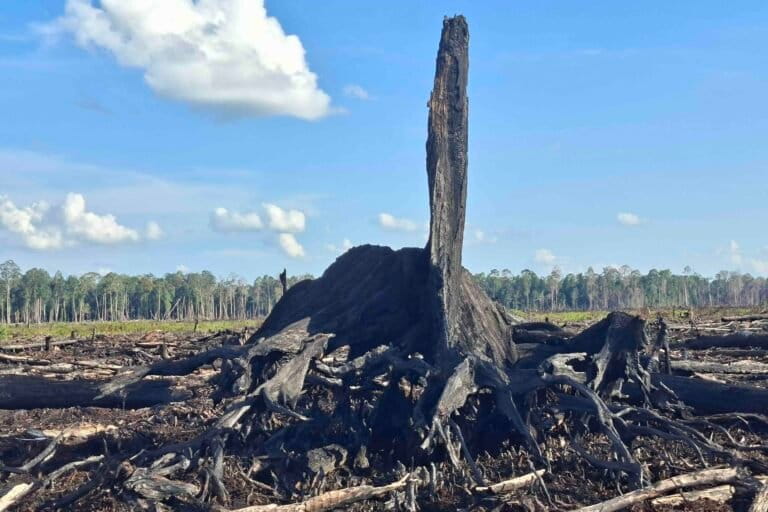 Akar dan batang pohon bekas kebakaran di PT SPM. Kebakaran terjadi di tengah hutan alam sekunder. Foto: Suryadi/ Mongabay Indonesia..