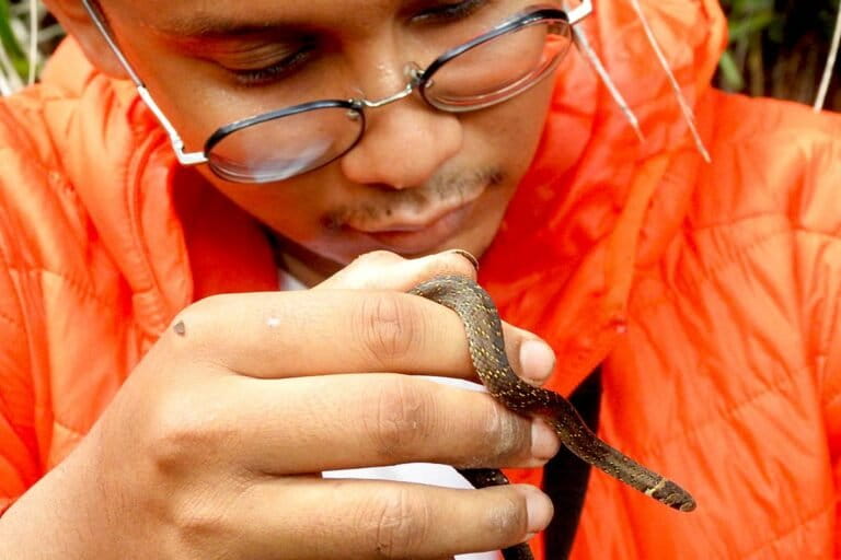 Ular Kukri Gunung Jawa, Gigitannya Tajam Meski Tidak Berbisa