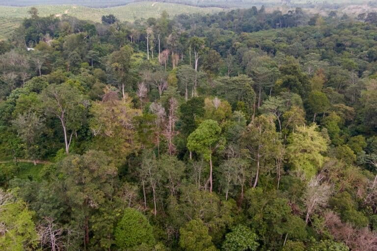 Hutan di wilayah adat Batin Sembilan kelompok Simpang Macan Luar, sebagian telah berubah menjadi perkebunan sawit.dok.FWI .jpg