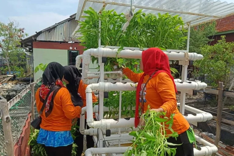 Rak hidroponik berisi berbagai jenis sayuran daun di kebun Kelompok Wanita Tani (KWT) Hijau Daun di Pulau Kelapa, Kepulauan Seribu. Foto: Dokumentasi pulauseribu.jakarta.go.id