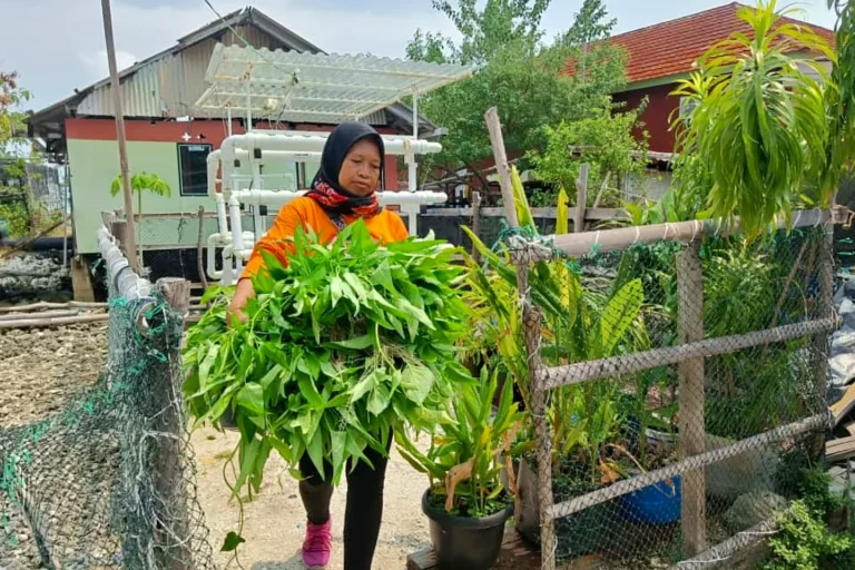 Hasil panen kangkung warga Kelompok Wanita Tani Hijau Daun Pulau Kelapa pada Oktober 2025. Foto: Dokumentasi pulauseribu.jakarta.go.id