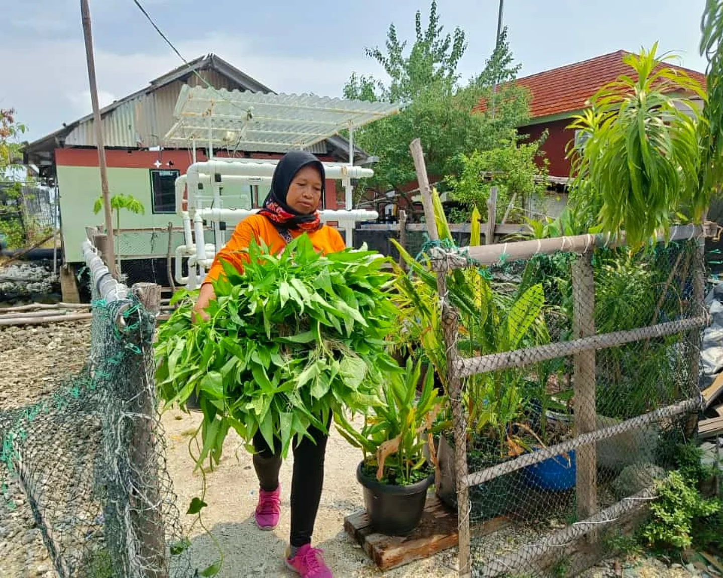 Hasil panen kangkung warga Kelompok Wanita Tani Hijau Daun Pulau Kelapa pada Oktober 2025. Foto: Dokumentasi pulauseribu.jakarta.go.id