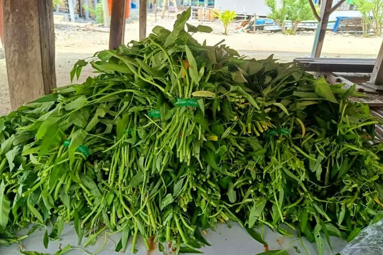 Hasil panen kangkung warga Kelompok Wanita Tani Hijau Daun Pulau Kelapa pada Oktober 2025. Foto: Dokumentasi pulauseribu.jakarta.go.id