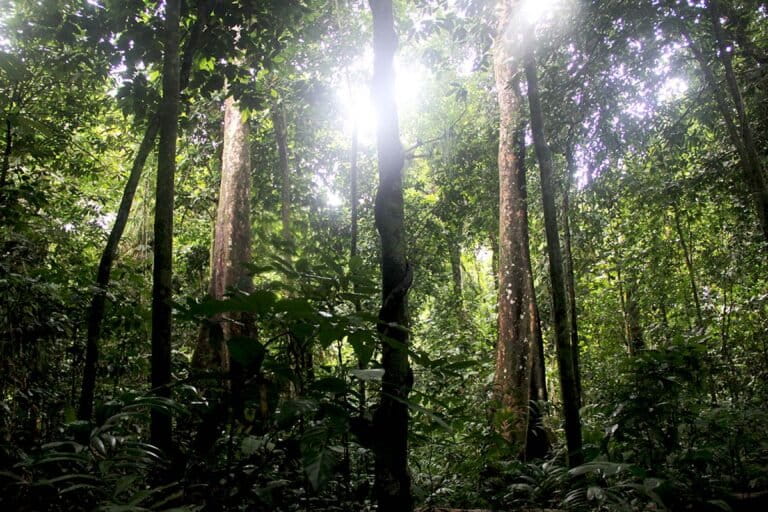 Uncal Enggano, Mengapa Burung Endemik Ini Penting bagi Hutan?