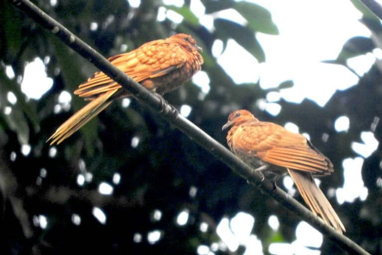 Uncal Enggano, Mengapa Burung Endemik Ini Penting bagi Hutan?