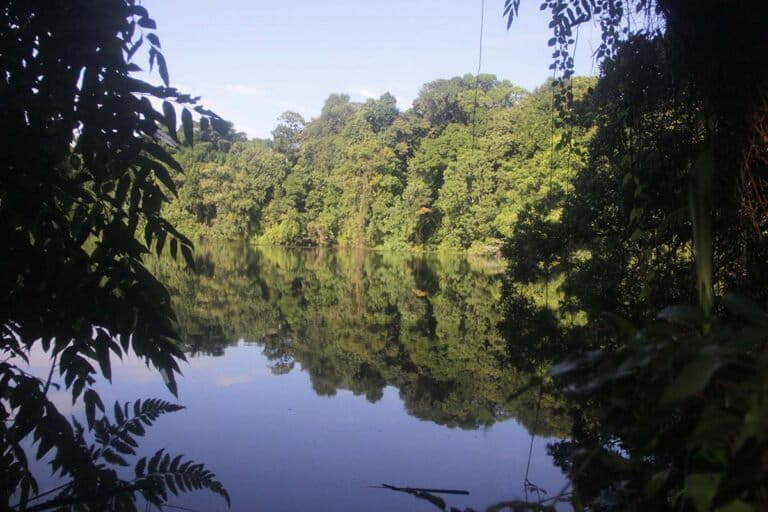 Uncal Enggano, Mengapa Burung Endemik Ini Penting bagi Hutan?