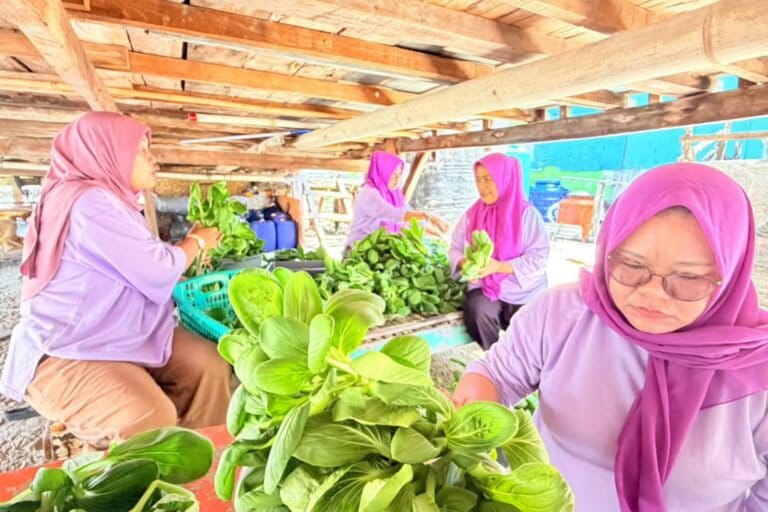Kelompok Wanita Tani (KWT) Hijau Daun memanen sayuran pokcoy di kebun urban farming, . Hasil panen tersebut menjadi bagian dari upaya kelompok dalam memperkuat ketahanan pangan sekaligus meningkatkan pendapatan anggota melalui budidaya sayuran di lahan terbatas. Foto: Dokumentasi pribadi Julian Puput Lendri.