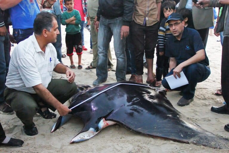 Ilmuwan Gaza yang Meneliti Pari Manta dari Zona Perang