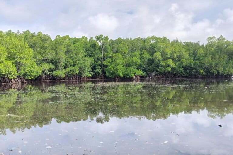 Hutan mangrove di Kampung Enggros, Kota Jayapura, Papua. Foto: Larius Kogoya/Mongabay Indonesia