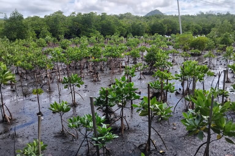 Perempuan adat Enggros membudidaya mangrove yang sudah ditanam di hutan perempuan, di Kampung Enggros, Kota Jayapura, Papua. Foto: Larius Kogoya/Mongabay. Indonesia