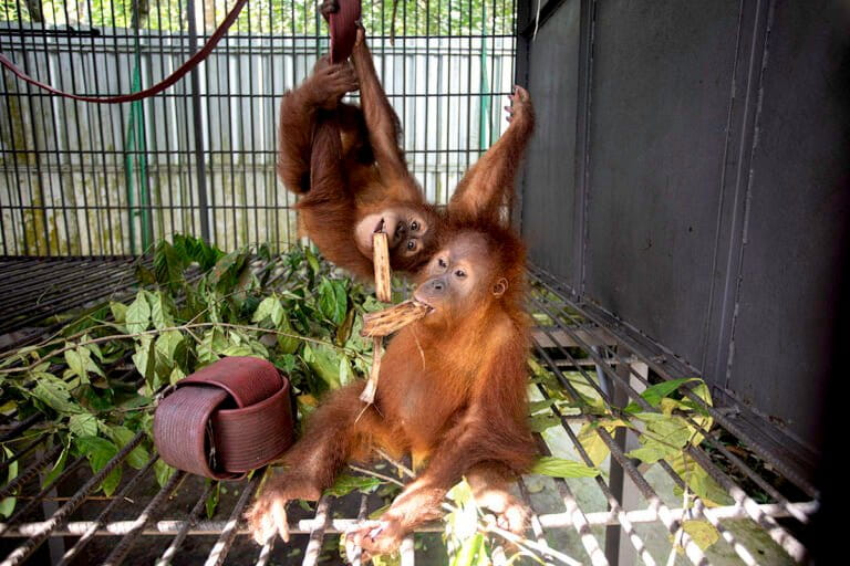 Populasi Orangutan Sumatera Berkurang 2.700 Individu dalam Satu Dekade?