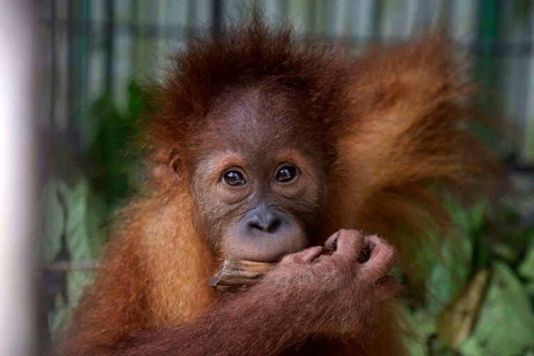 Populasi Orangutan Sumatera Berkurang 2.700 Individu dalam Satu Dekade?