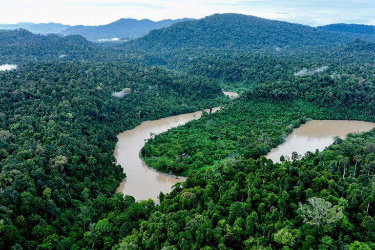 Populasi Orangutan Sumatera Berkurang 2.700 Individu dalam Satu Dekade?