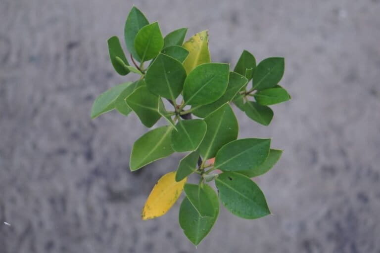Pohon mangrove berusia sekitar 3 sampai 4 tahun di pesisir Desa Tapulaga, Kecamatan Soropia, Kabupaten Konawe, Sulawesi Tenggara. Foto: La Ode Risman Hermawan/Mongabay Indonesia