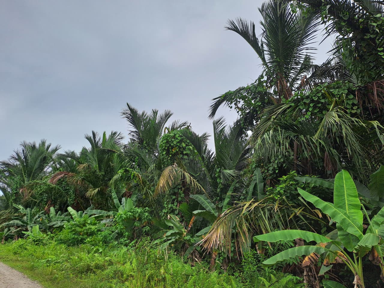 Pangan Olahan Sagu Terancam Hilang dari Mentawai