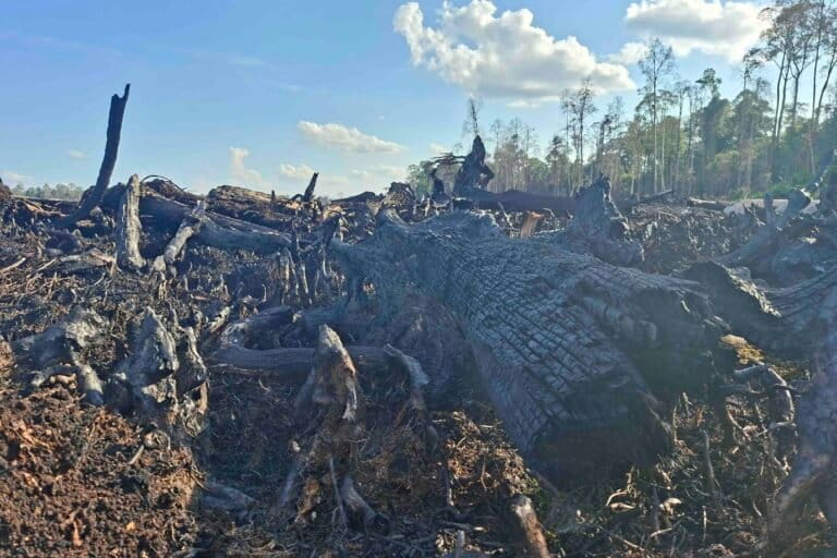 Kebakaran di konsesi PT SPM masih menyisakan batang pohon yang hangus dan menjadi arang. Foto: Suryadi/ Mongabay Indonesia.
