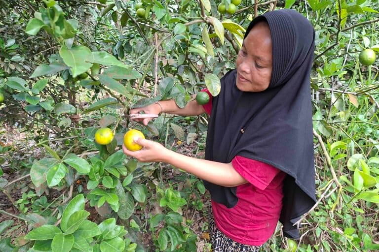 Anggota Perbani menanam jeruk sekaligus pagar ramah satwa. Menghindari interaksi negatif gajah dan manusia. Foto Suryadi, Mongabay Indonesia.